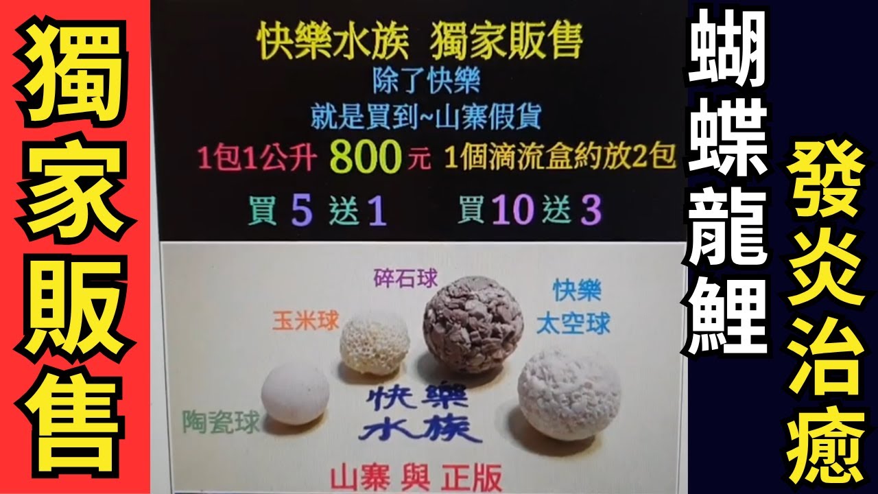 【招財魚】快樂太空珪藻球 蝴蝶龍鯉發炎治癒