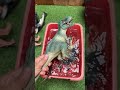 Toy ASMR 0:31 Second Satisfying Unboxing &amp; Creating Dinosaurs! ASMR Jurassic Toys Set | Review Toys