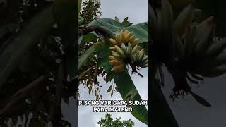 Pisang Variegatha Florida sudah siap panen