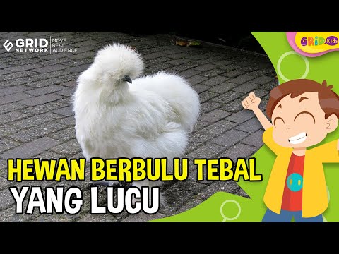 Video: Cari tahu hewan mana yang memiliki bulu paling tebal