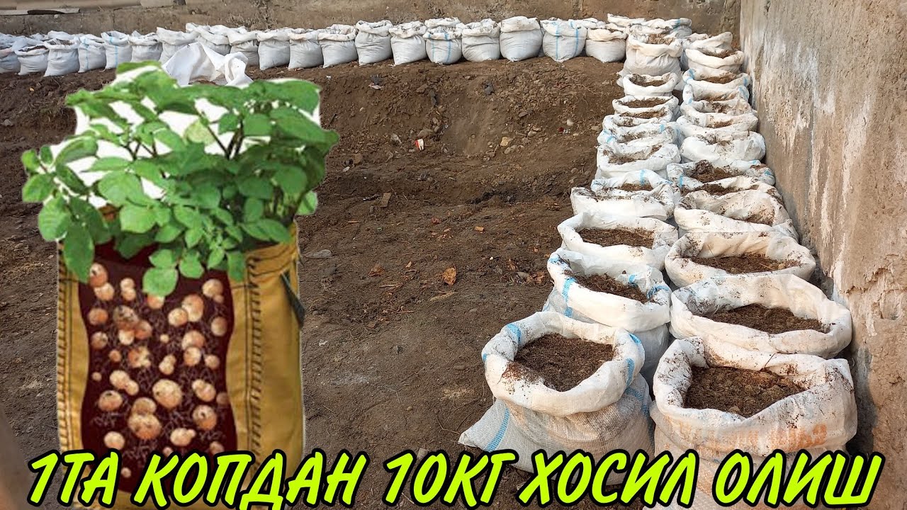 QOPDA KARTOSHKA YETISHTRISH SIRLARI | КОПДА КАРТОШКА ЕТИШТРИШ СИРЛАРИ
