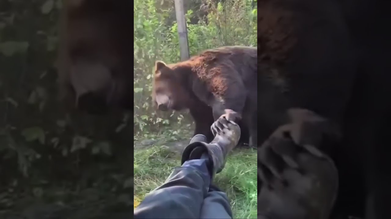 Man Plays Dead As Brown Bear Approaches Him Wiggling His Foot To See If He Is Next Meal Animals