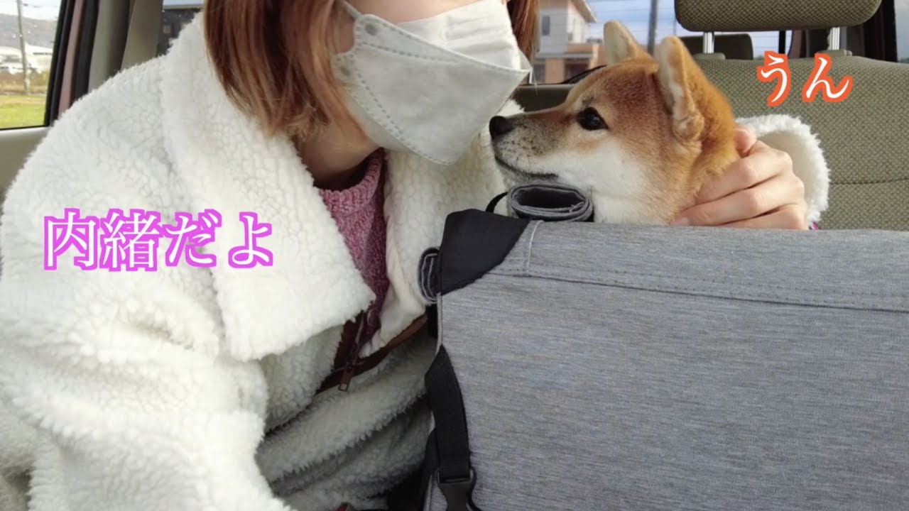 Surprising Grandma by bringing my Shiba Inu to visit! - YouTube