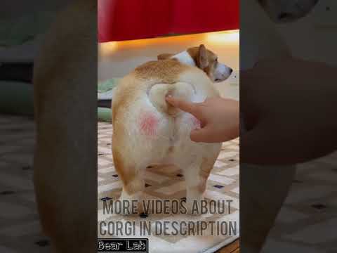 Cute Corgi Does