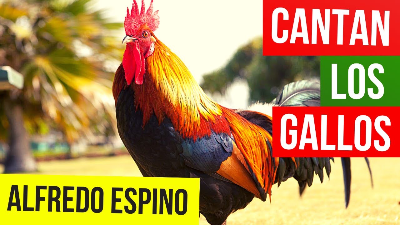 ⁣CANTAN LOS GALLOS ALFREDO ESPINO 🐓🎵 | Jícaras Tristes Panoramas y Aromas 🌒 | Alfredo Espino Poemas