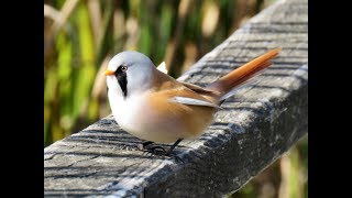 412. Sýkořice vousatá, Panurus biarmicus, Bearded Reedling, Bartmeise, Bigotudo