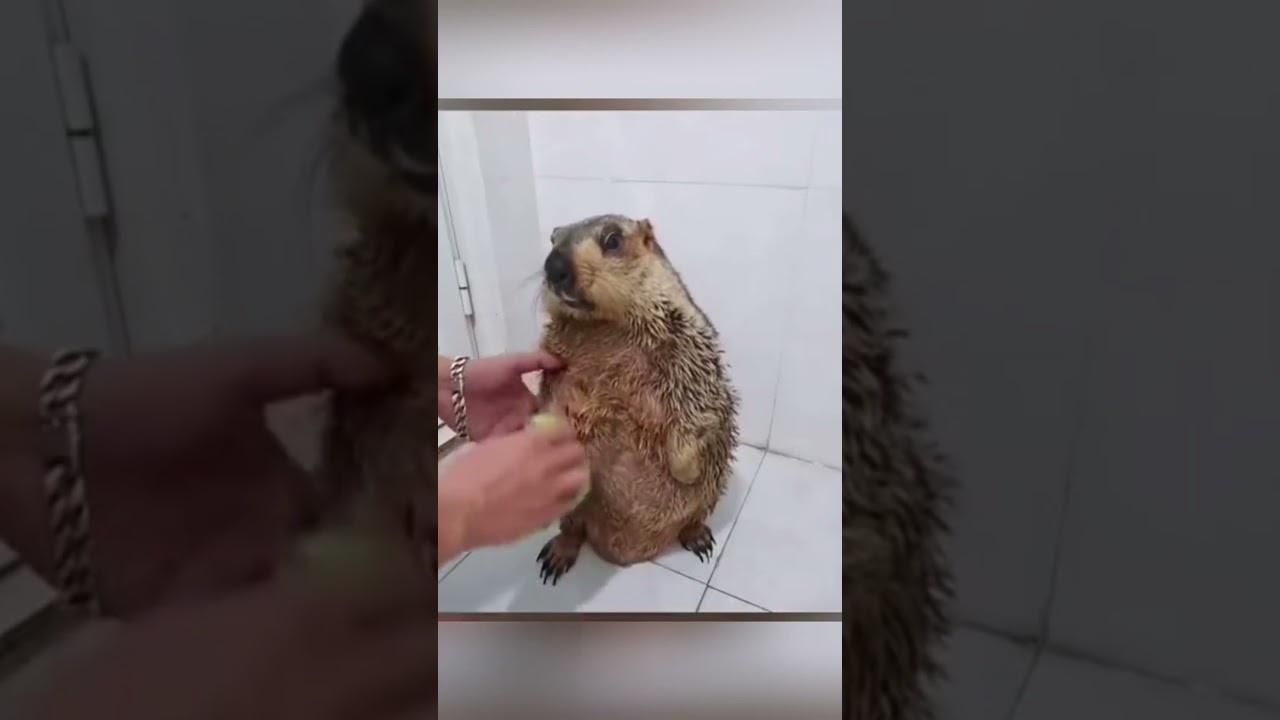 СРОЧНО ВАЖНАЯ ИНФОРМАЦИЯ сурок принимает душ