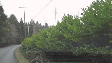 English Laurel for Hedging
