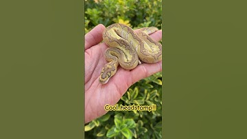 CLOWN Ball Pythons #clown #ballpythonmorphs #reptileshorts #snakes