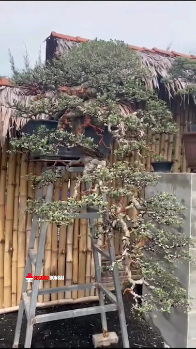 Bonsai santigi memang idaman KOLEKTOR 🤩🤤 Mr. Rudi Julianto Bokop Art #bonsai #bonsaiindonesia