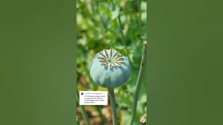 How about these ones? #plantsngardens 🌱#opiumpoppies #opiumpoppyseeds #poppy  #papaversomniferum