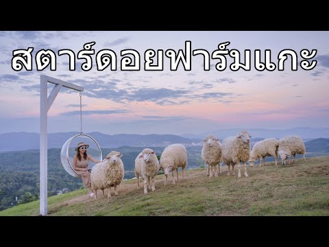 พาเที่ยวปีใหม่ StardoiCoffee&Farmstay ที่พักฟาร์มแกะดอยสะโง้เชียงแสน