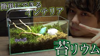 【DIY】超簡単に作れる植物のインテリア『コケリウム』がめっちゃ良い！！！