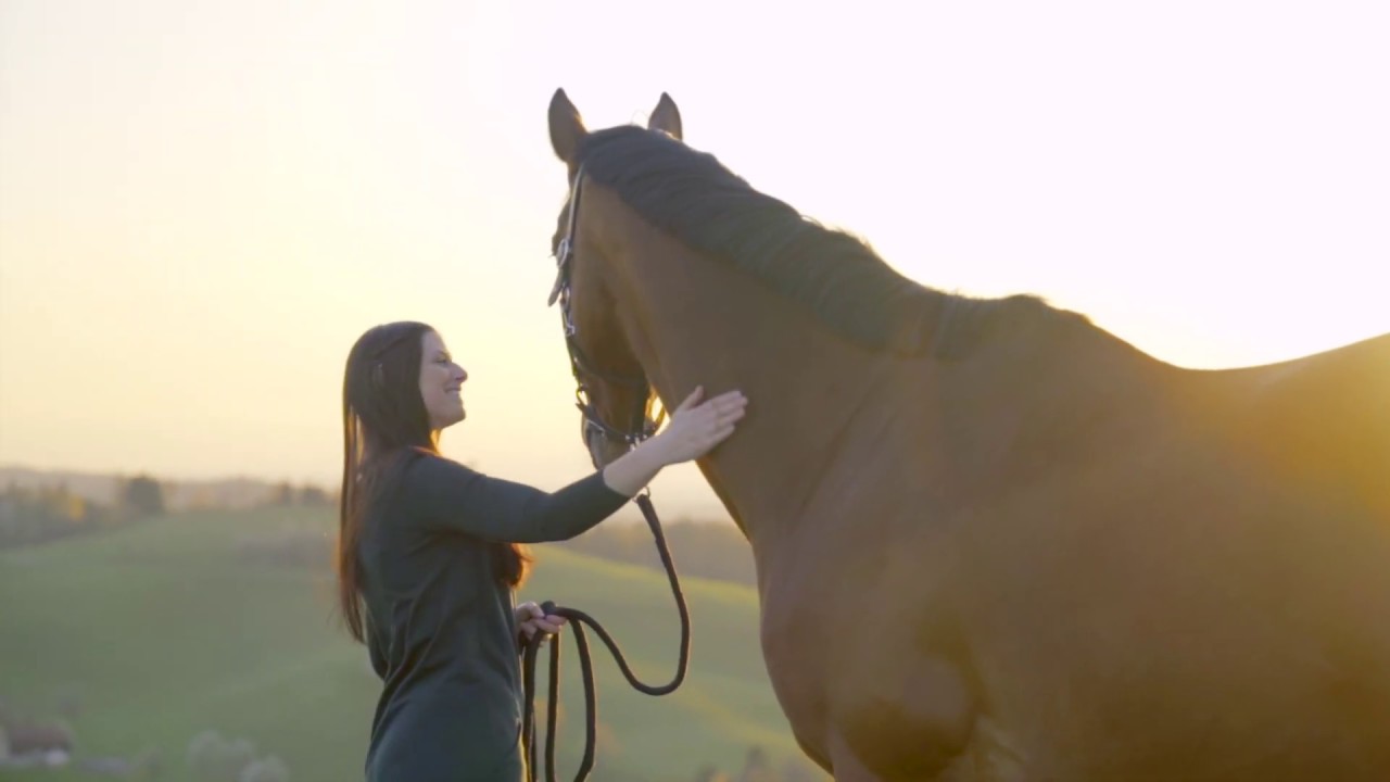 Horse Cinematic Sunset  /  Horse Love