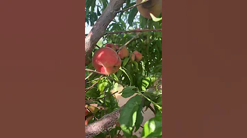 الخوخ كعب الغزال ناجح في منطقة الجوف 