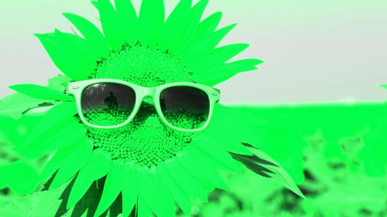 Watch Anghelo Haya - Sunflower on YouTube Watch Anghelo Haya - Sunflower on YouTube