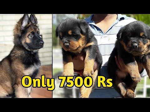 german-shepard-puppies-7500-/-german-shepherd-puppy-available
