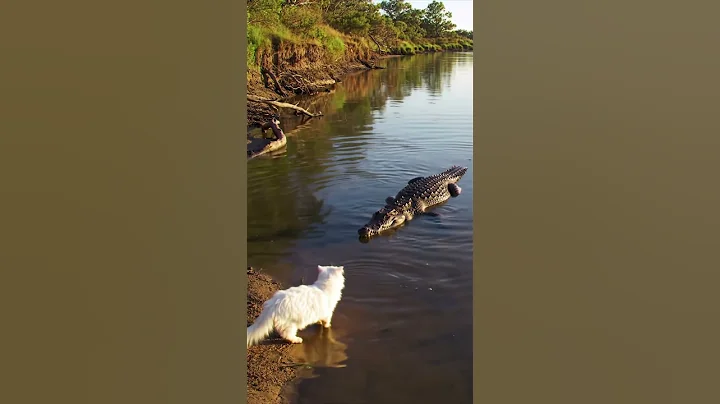 Cat vs Crocodile In The River #cat #crocodile