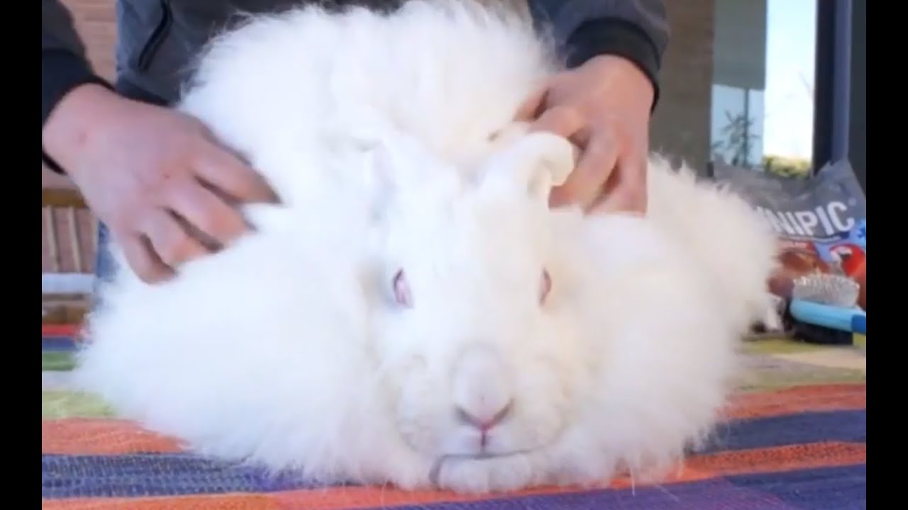 RABBITS - The most hairy rabbit in the world - YouTube