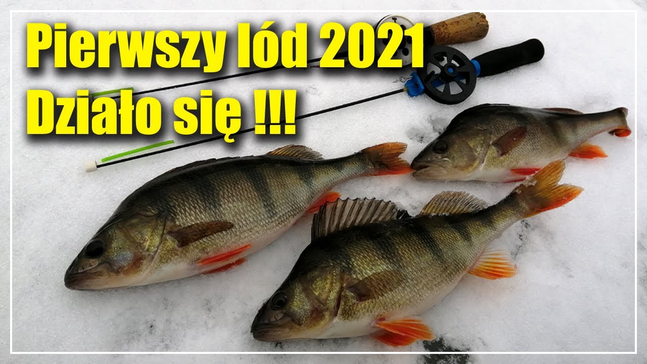 Pierwszy lód 2021 | 40 MINUT DOJENIA bez zbędnego gadania | Okonie na blaszkę podlodową