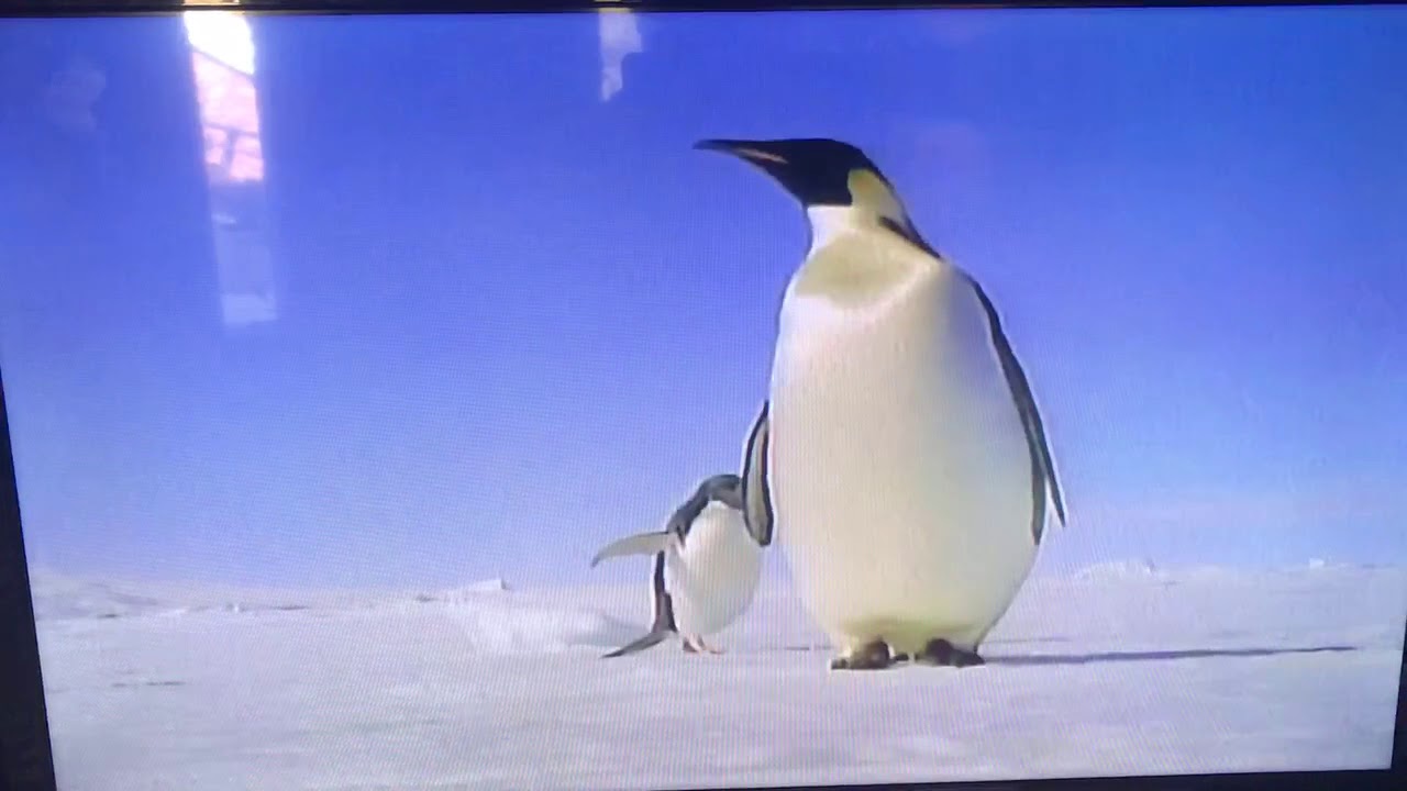 Animal Holiday Jingle Bells YouTube