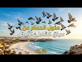 دخول الحمام من سباق الشاطئ الابيض 670كلم وشكرا على تعليقاتكم المفيدة