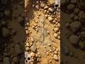 How Did Dinosaur Bones Survive So Long? #short