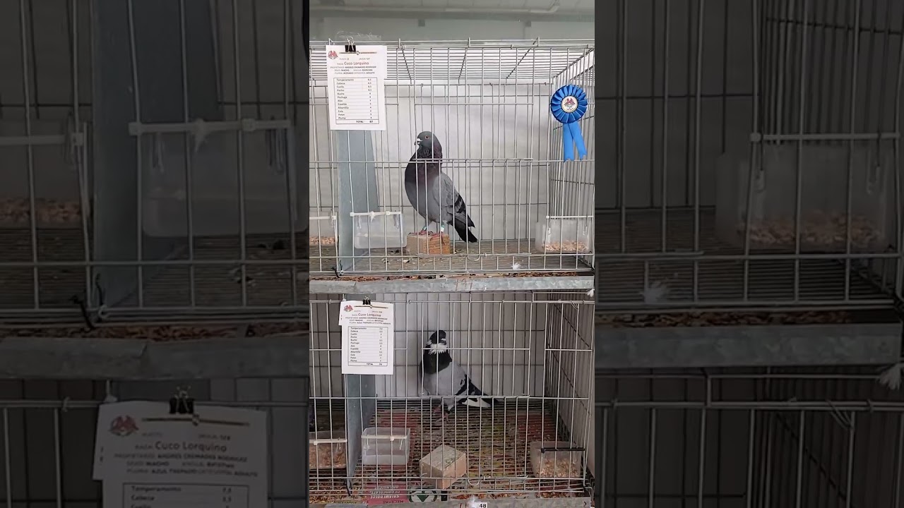 9 campeonato regional de palomos de raza - sociedad de palomos la esperanza 