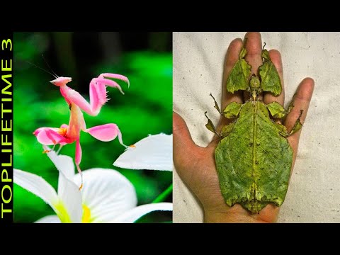 Video: Žili chameleoni?