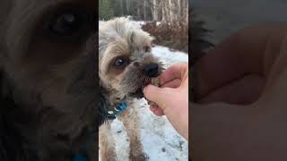 Tiny cavapoo talks back to the camera on a frozen lake in Alaska by The Rugged Stud 24 views 3 years ago 5 minutes, 18 seconds