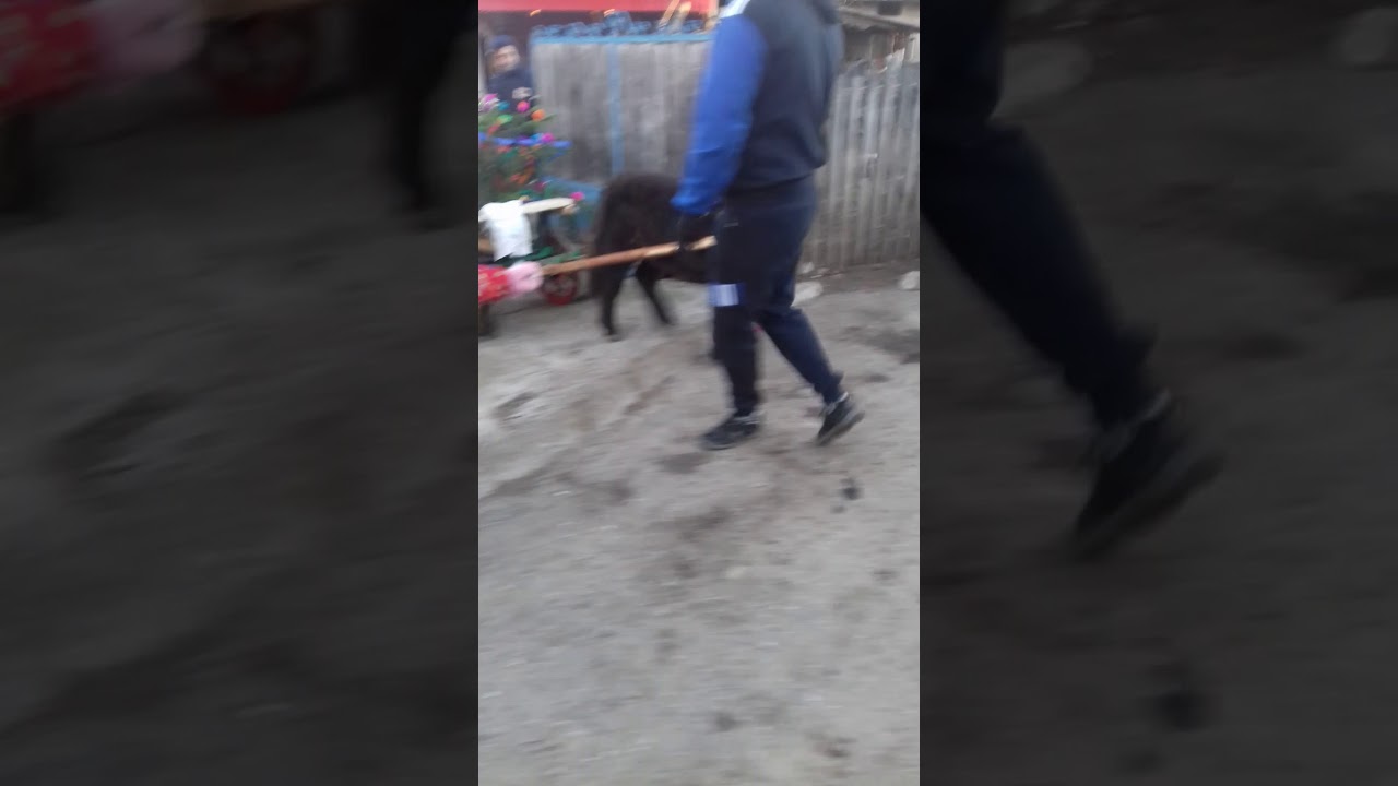 Plugusoru din teisani cel mai tare ponei - YouTube