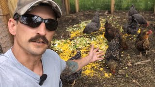 Cut Chicken Food Costs! Chickens vs. Mediterranean Cuisine