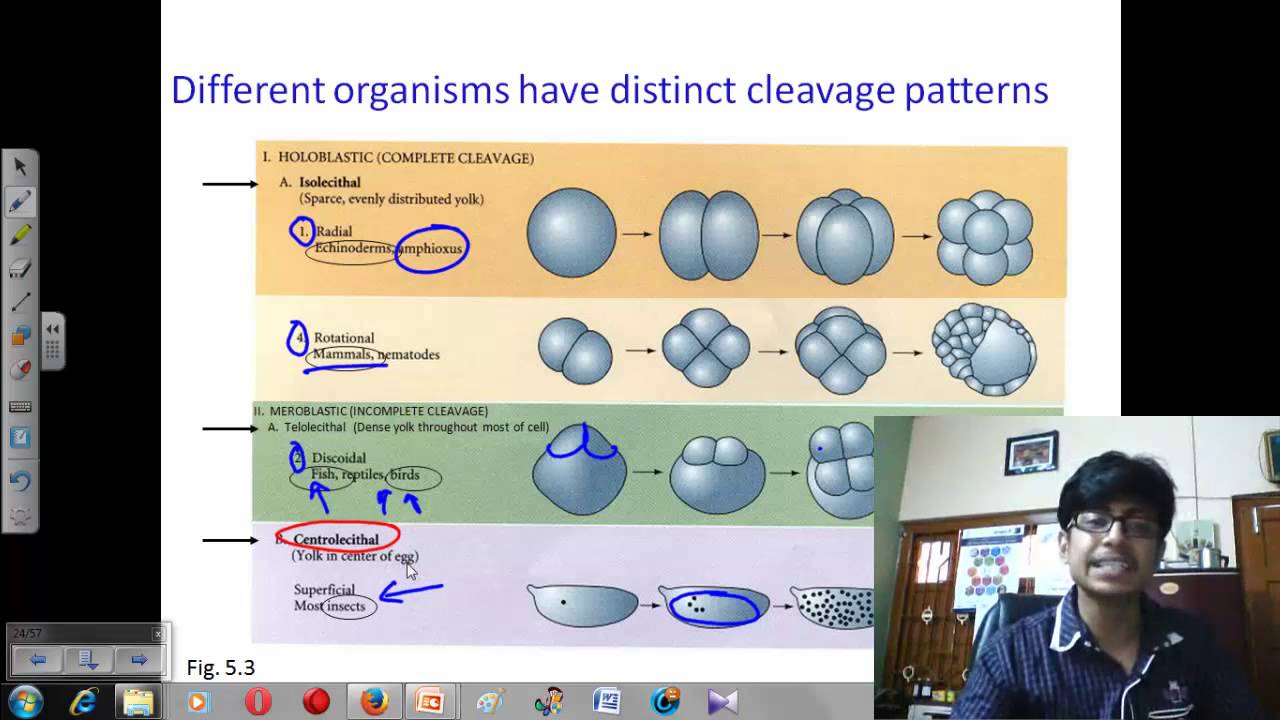 embryonic development cleavage and egg types