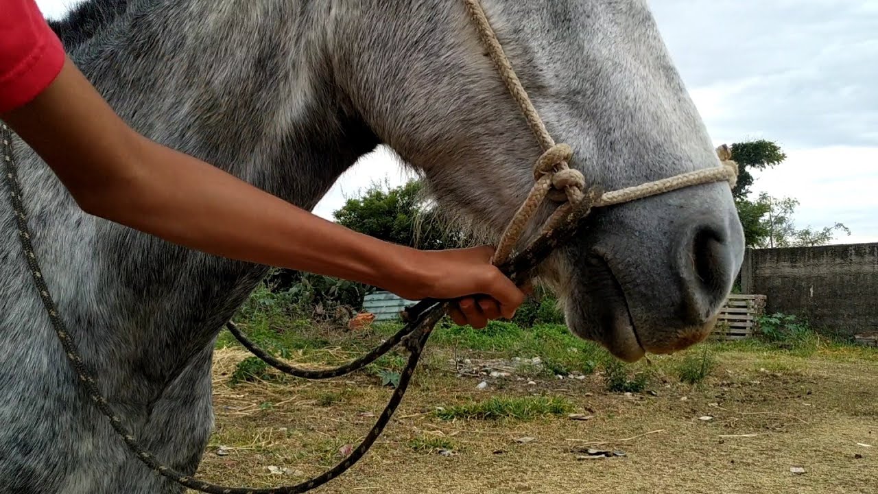 CAVALO PULANDO sem CABRESTO * Caiu? 