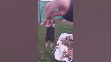 Дикий карбыш прописался на даче🙀Что теперь будет с урожаем🤔
