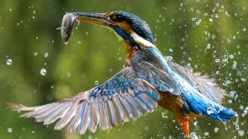 Close-Up: The Kingfisher