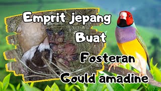 Cara foster/babuan telur burung gould amadine ke emprit jepang sampai mandiri