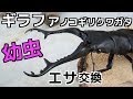 【クワガタ カブトムシ生活】 ギラファノコギリ 幼虫 クワガタ飼育 【stag beetle】