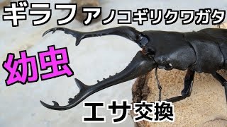 【クワガタ カブトムシ生活】 ギラファノコギリ 幼虫 クワガタ飼育 【stag beetle】