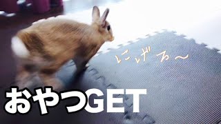 オヤツと分かるとテンションぶち上げのうさぎ #328