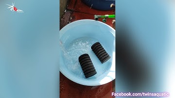 Vệ Sinh Và Lật Bể Tép Trước Khi Setup Bể