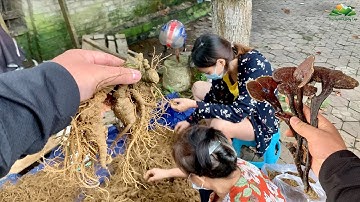 Chợ phiên vùng cao đặc biệt bán nhiều Thảo Dược Quý & Đặc Sản Tây Bắc | Tôi Người Vùng Cao