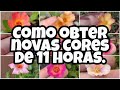 COMO OBTER NOVAS CORES DE 11 HORAS 💐