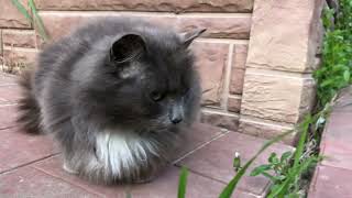 June village cats. mimimi. The Meow Family. by ShirliMur 3,202 views 1 year ago 4 minutes, 50 seconds