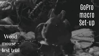 GoPro macro lens set-up / Wood Mouse first trial