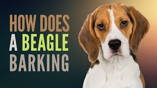 How do Beagles Bark. Why do Beagles Bark so Loud and Do all Beagles Bark a Lot