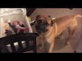 30+ Funny moments of an English bullmastiff puppy - Captainbrutus - Part 3