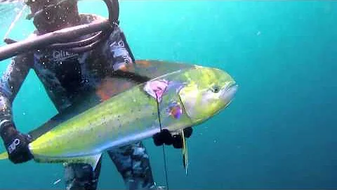 Blue Water Spearfishing in Virginia