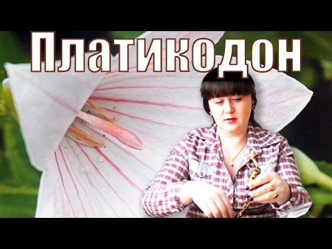 Платикодон посадка