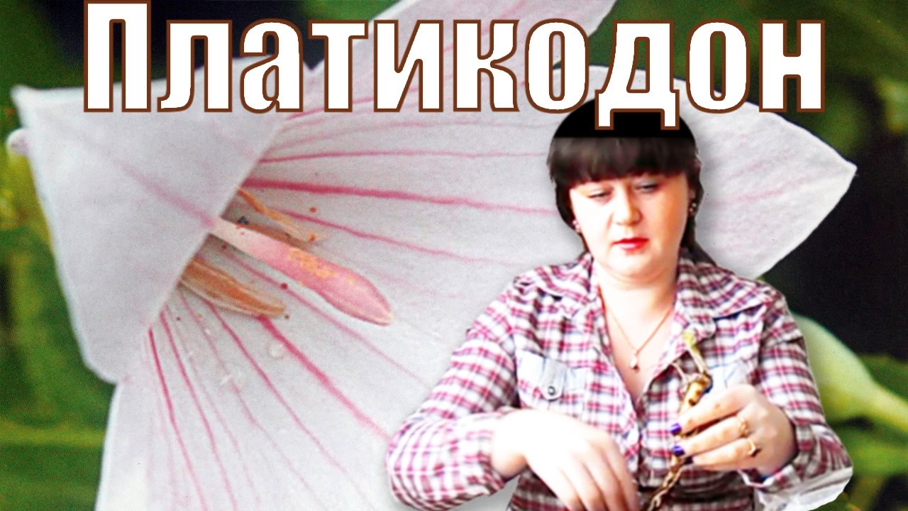 Платикодон посадка